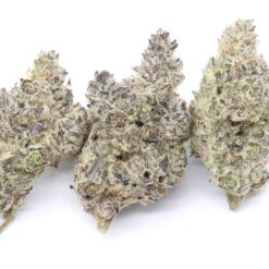 Purple Octane Strain Flower - Indica Dominant Hybrid Purple Octane Strain Flower - Indica Dominant Hybrid