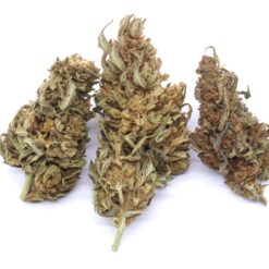 Afghani Hash Plant Strain Greenhouse Flower - Indica Dominant Hybrid Afghani Hash Plant Strain Greenhouse Flower - Indica Dominant Hybrid