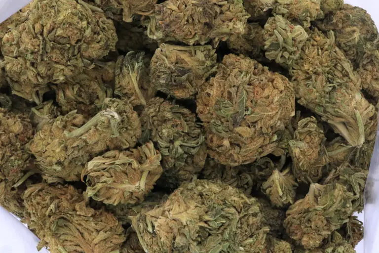 Afghani Hash Plant