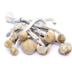 Trinity Mushrooms Trinity Mushrooms