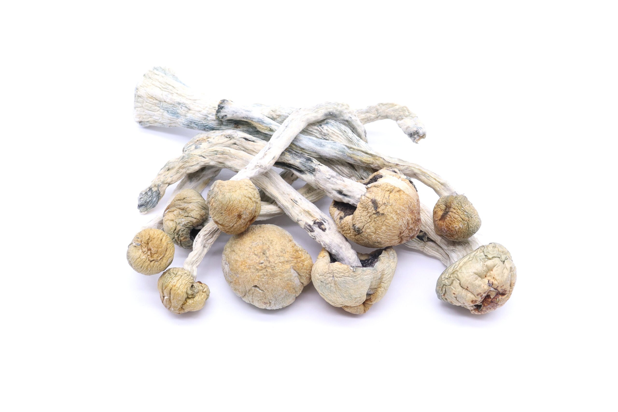 Trinity Mushrooms
