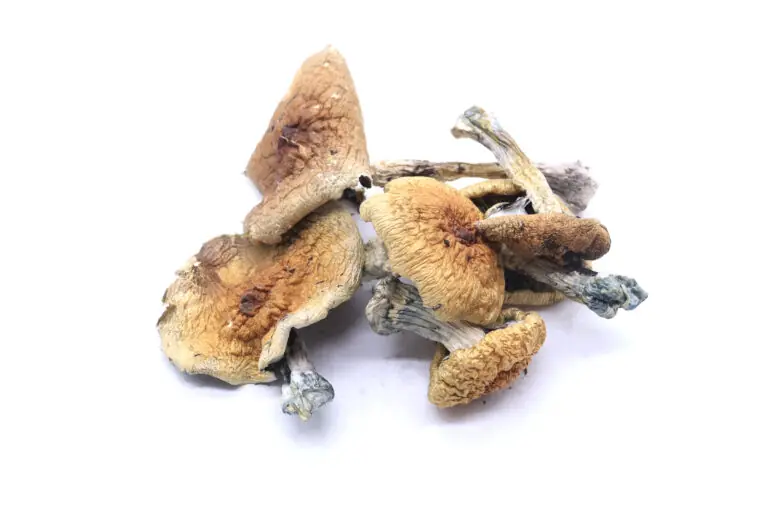 Trinity Mushrooms Trinity Mushrooms