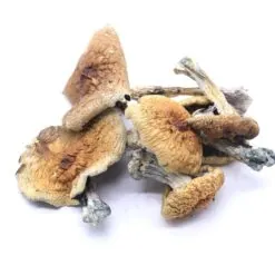 Trinity Mushrooms