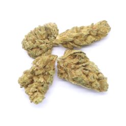 Pineapple Jack Strain Small Buds - Hybrid Pineapple Jack Strain Small Buds - Hybrid