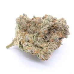 Biscotti Strain Flower - Indica Dominant Hybrid Biscotti Strain Flower - Indica Dominant Hybrid