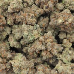 Biscotti Strain Flower - Indica Dominant Hybrid Biscotti Strain Flower - Indica Dominant Hybrid