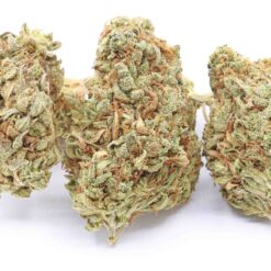 Grape Stomper Strain Flower - Sativa Dominant Hybrid Grape Stomper Strain Flower - Sativa Dominant Hybrid