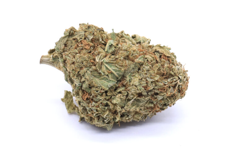 Island Maui Haze Strain Greenhouse Flower - Hybrid