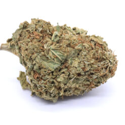 Island Maui Haze Strain Greenhouse Flower - Hybrid