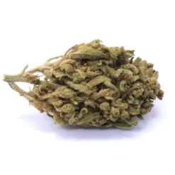 Island Maui Haze Strain Flower - Hybrid