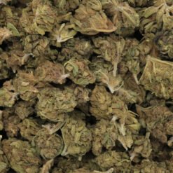 Island Maui Haze Strain Flower - Hybrid