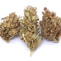 Island Maui Haze Strain Greenhouse Flower - Hybrid Island Maui Haze Strain Greenhouse Flower - Hybrid