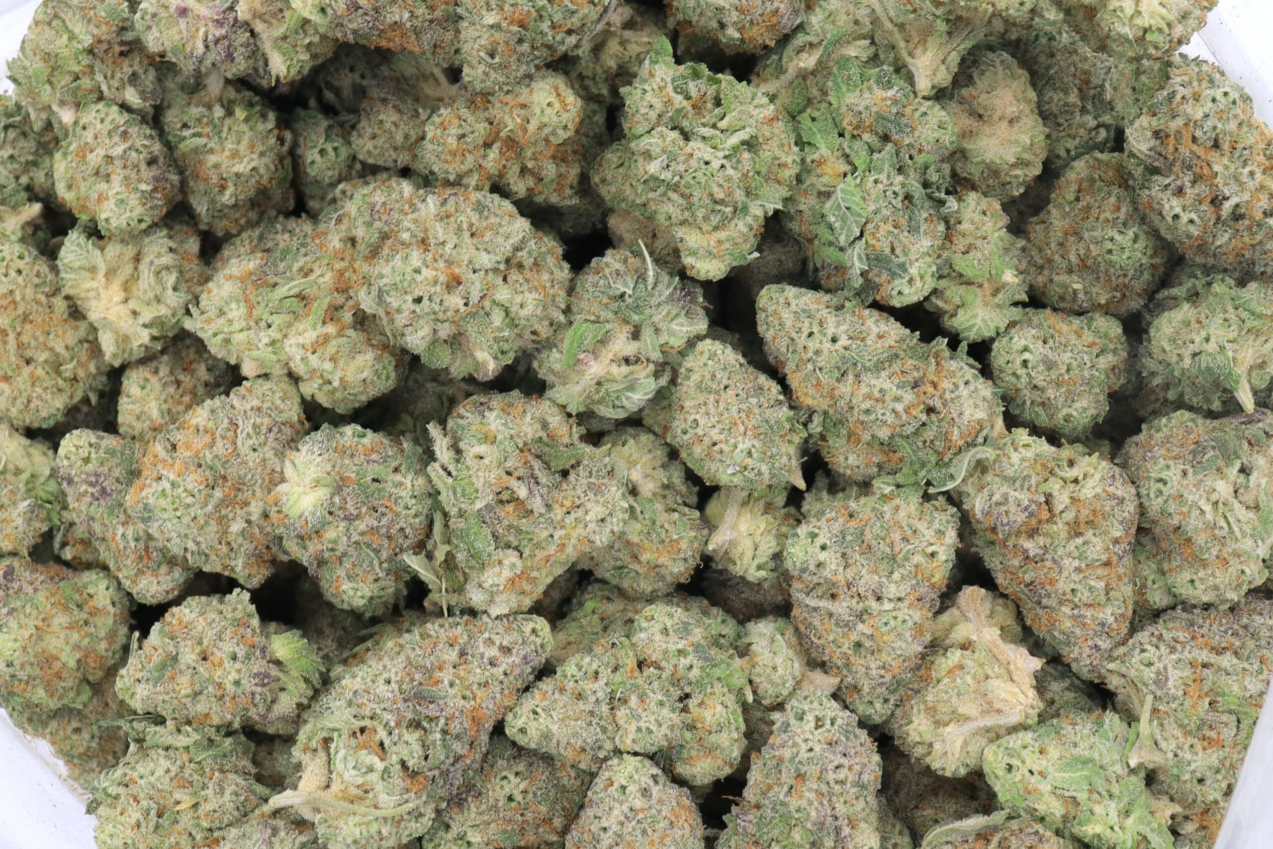 Thin Mint Girl Scout Cookies Strain Flower - Hybrid Thin Mint Girl Scout Cookies Strain Flower - Hybrid