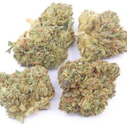 White Death Strain Small Buds - Indica Dominant Hybrid White Death Strain Small Buds - Indica Dominant Hybrid