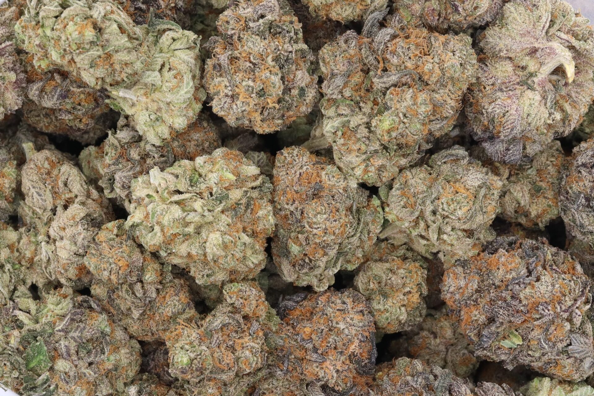 Tom Ford Pink Kush Strain Flower - Indica Dominant Hybrid Tom Ford Pink Kush Strain Flower - Indica Dominant Hybrid