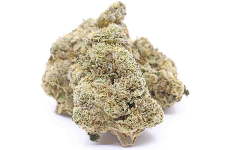 Gelato 41