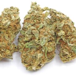 Acapulco Gold Strain Flower - Sativa Dominant Hybrid Acapulco Gold Strain Flower - Sativa Dominant Hybrid