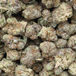 AK Cookies Strain AAA Small Buds - Sativa Dominant Hybrid AK Cookies Strain AAA Small Buds - Sativa Dominant Hybrid