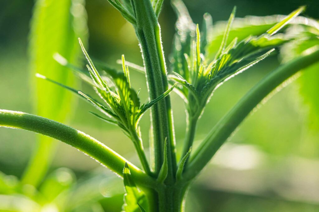 haute-health-cannabis-nodes