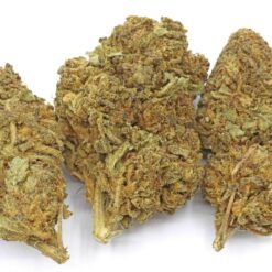 Northern Lights X Skunk Strain Flower - Indica Dominant Hybrid Northern Lights X Skunk Strain Flower - Indica Dominant Hybrid