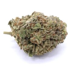 Northern Lights X Skunk Strain Flower - Indica Dominant Hybrid Northern Lights X Skunk Strain Flower - Indica Dominant Hybrid