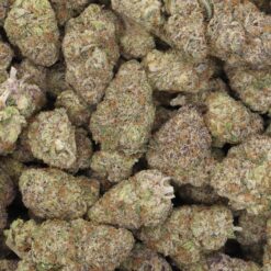 Purple Haze Strain Flower - Sativa Dominant Hybrid Purple Haze Strain Flower - Sativa Dominant Hybrid