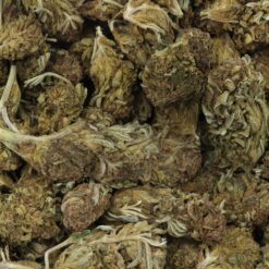 Tangie Strain - Greenhouse Flower - Hybrid Tangie Strain - Greenhouse Flower - Hybrid