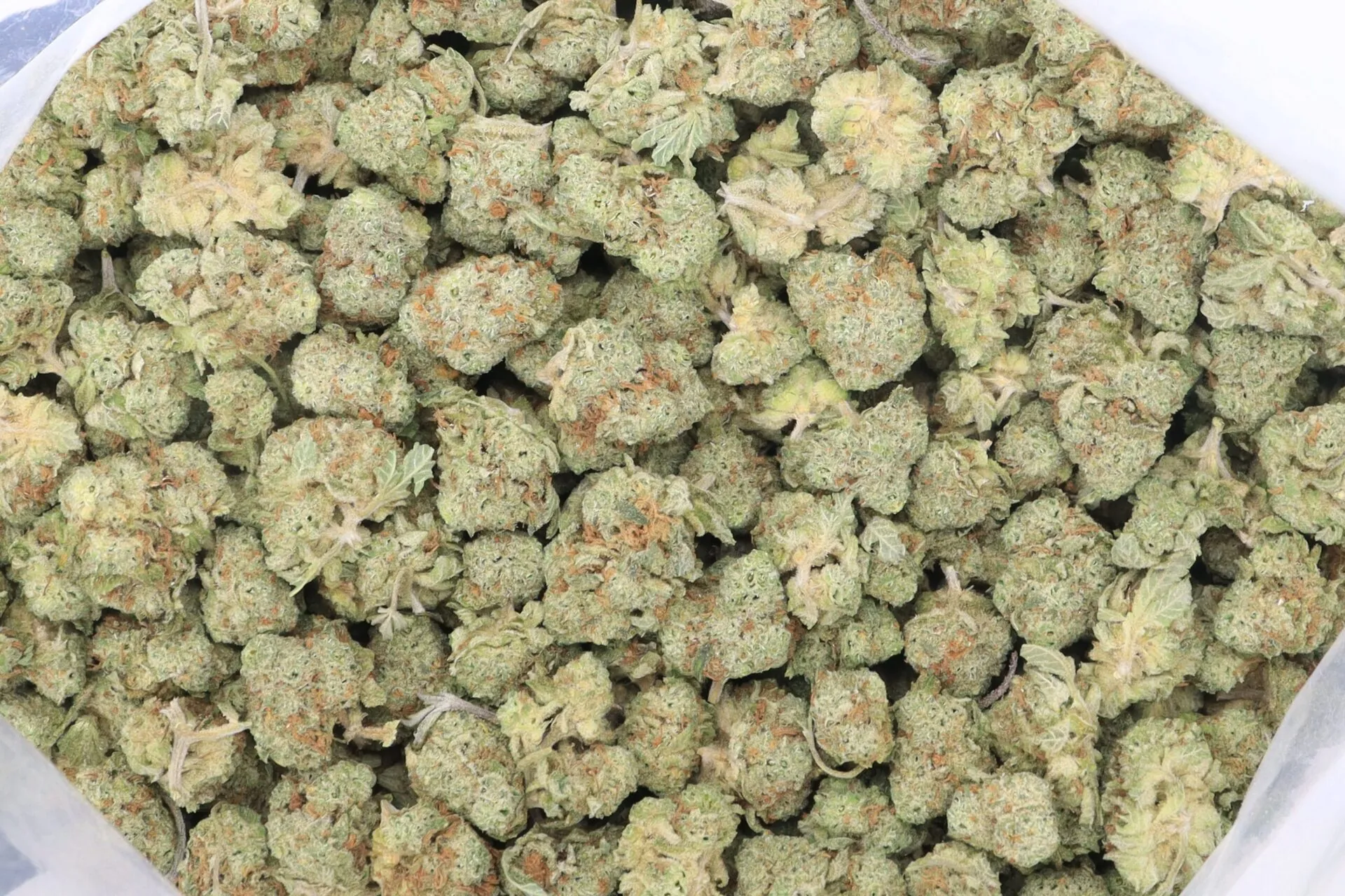 White Castle Strain Small Buds - Indica Dominant Hybrid White Castle Strain Small Buds - Indica Dominant Hybrid