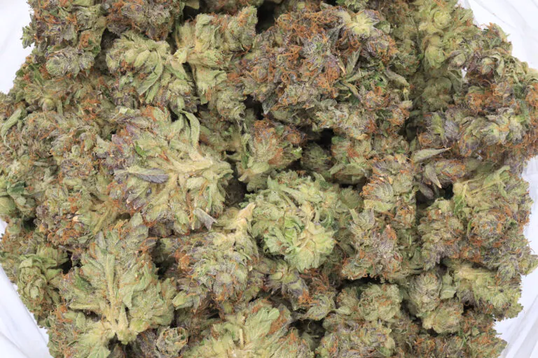 Animal Cookies