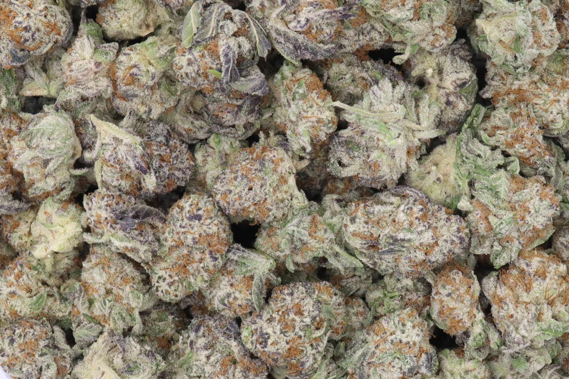 Grape Ape Strain AAA Small Buds - Indica Dominant Hybrid Grape Ape Strain AAA Small Buds - Indica Dominant Hybrid