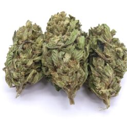 King's Kush Strain Greenhouse Flower - Indica Dominant Hybrid King's Kush Strain Greenhouse Flower - Indica Dominant Hybrid