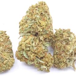 OG Dog Strain Greenhouse Flower - Indica Dominant Hybrid OG Dog Strain Greenhouse Flower - Indica Dominant Hybrid