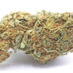 OG Dog Strain Greenhouse Flower - Indica Dominant Hybrid