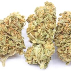 Blueberry Haze Strain Flower - Sativa Dominant Hybrid Blueberry Haze Strain Flower - Sativa Dominant Hybrid