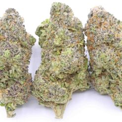 Rainbow Sherbert Strain Flower - Hybrid Rainbow Sherbert Strain Flower - Hybrid