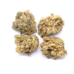 Sour Kush Strain Small Buds - Indica Dominant Hybrid Sour Kush Strain Small Buds - Indica Dominant Hybrid