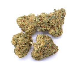 Treasure Island CBD Strain Flower - Sativa Dominant Hybrid Treasure Island CBD Strain Flower - Sativa Dominant Hybrid
