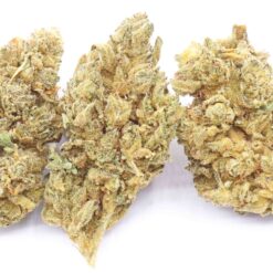 Chocolate Diesel Strain Flower - Sativa Dominant Hybrid Chocolate Diesel Strain Flower - Sativa Dominant Hybrid