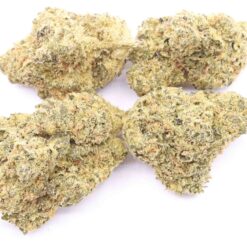 Damn Sour Strain AA+ Small Buds - Sativa Dominant Hybrid Damn Sour Strain AA+ Small Buds - Sativa Dominant Hybrid