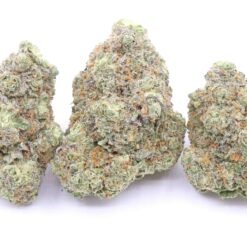 Gushers Strain Flower - Indica Dominant Hybrid Gushers Strain Flower - Indica Dominant Hybrid