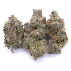 Hollywood Pure Kush Strain Flower - Hybrid Hollywood Pure Kush Strain Flower - Hybrid