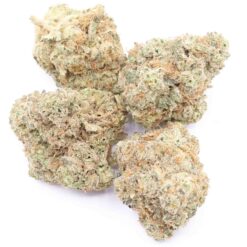 OG Cheese Strain AAA Small Buds - Indica Dominant Hybrid OG Cheese Strain AAA Small Buds - Indica Dominant Hybrid