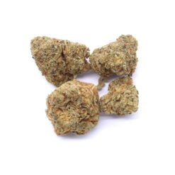 Ultra Sour Haze Strain Small Buds - Sativa Ultra Sour Haze Strain Small Buds - Sativa