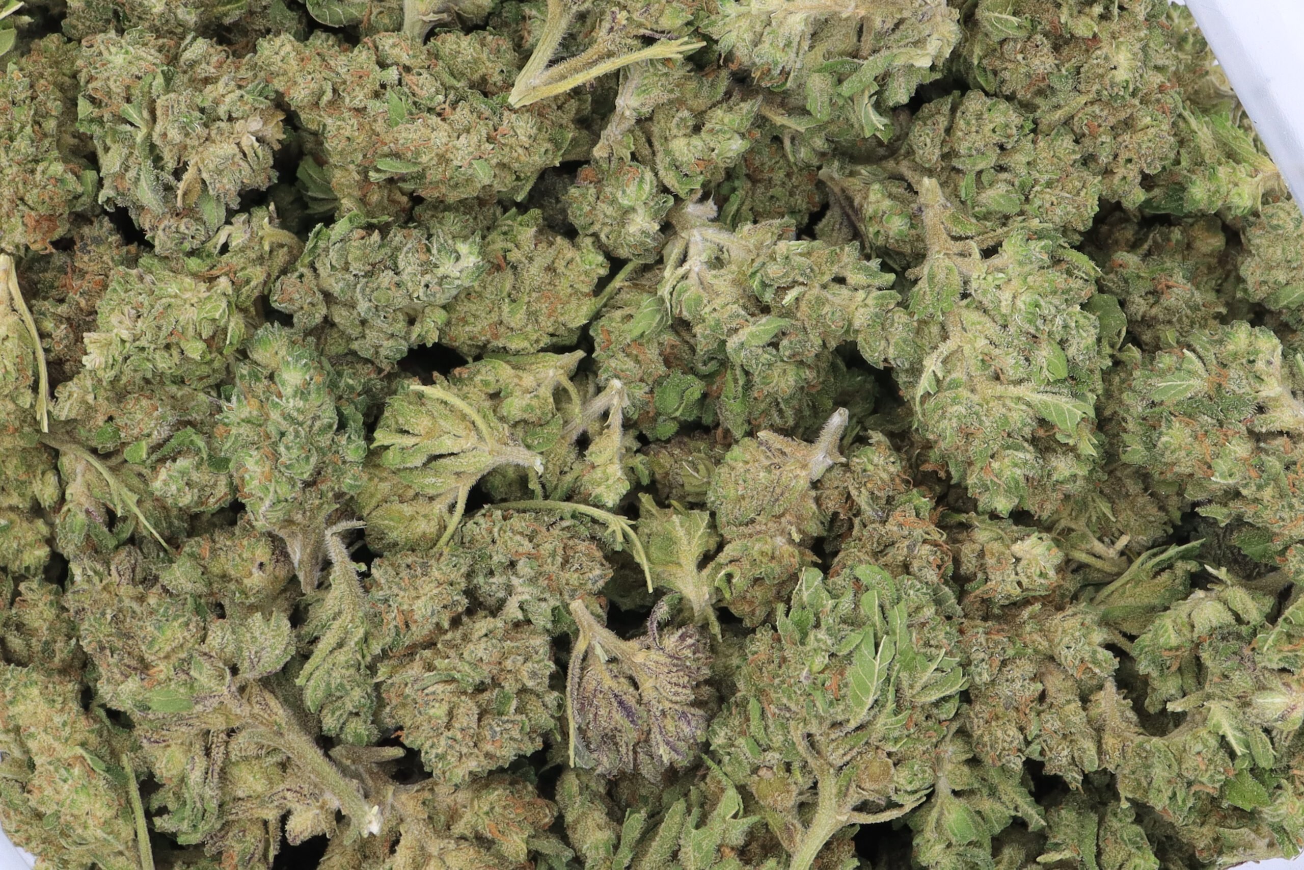 Mango Sapphire Strain Flower - Indica Dominant Hybrid Mango Sapphire Strain Flower - Indica Dominant Hybrid