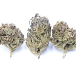 Purple Apricot Strain Small Buds - Indica Dominant Hybrid Purple Apricot Strain Small Buds - Indica Dominant Hybrid