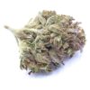Purple Apricot Strain Small Buds - Indica Dominant Hybrid Purple Apricot Strain Small Buds - Indica Dominant Hybrid