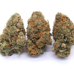 Modified Grapes Strain Flower - Indica Dominant Hybrid Modified Grapes Strain Flower - Indica Dominant Hybrid
