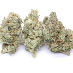 WiFi Strain Flower - Sativa Dominant Hybrid WiFi Strain Flower - Sativa Dominant Hybrid