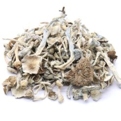 Albino Treasure Coast Mushrooms