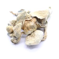 Amazonian Mushrooms